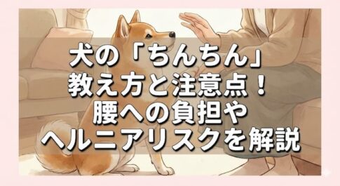 犬の「ちんちん」教え方と注意点！腰への負担やヘルニアリスクを解説