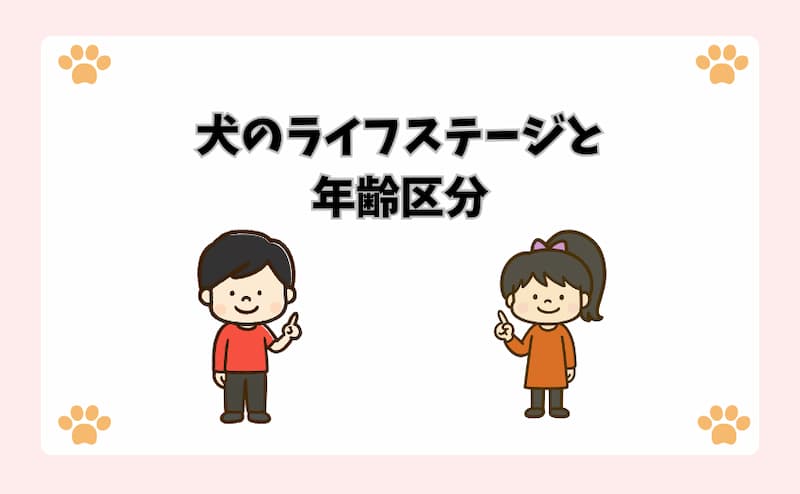 犬のライフステージと年齢区分