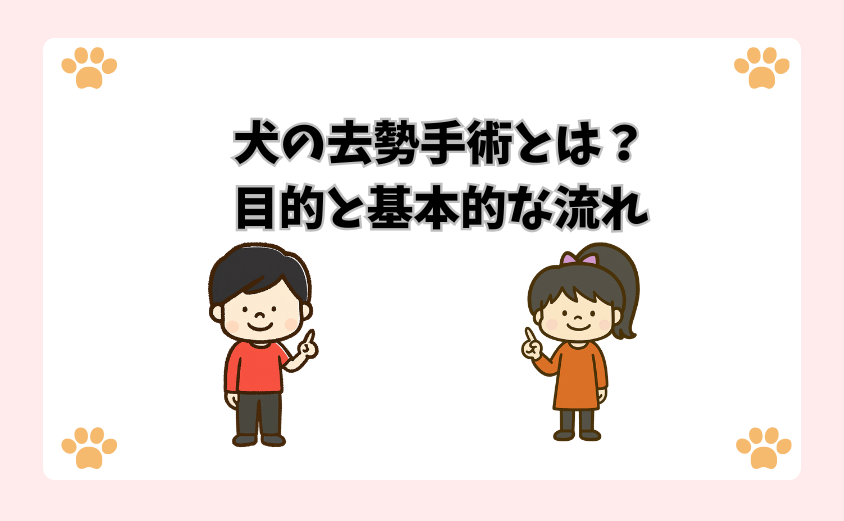 犬の去勢手術とは？目的と基本的な流れ