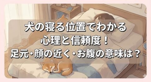 犬の寝る位置でわかる心理と信頼度！足元・顔の近く・お腹の意味は？
