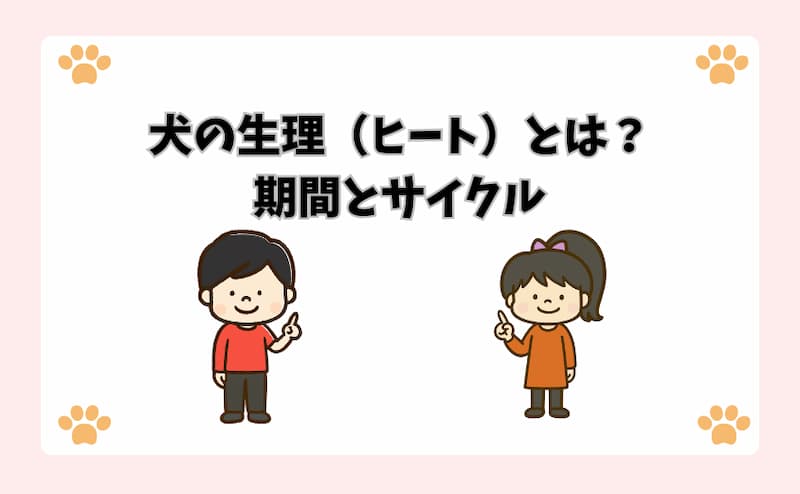 犬の生理（ヒート）とは？期間とサイクル