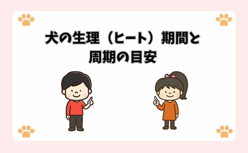 犬の生理（ヒート）期間と周期の目安