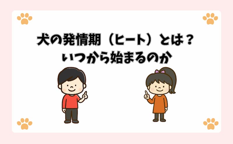 犬の発情期（ヒート）とは？いつから始まるのか