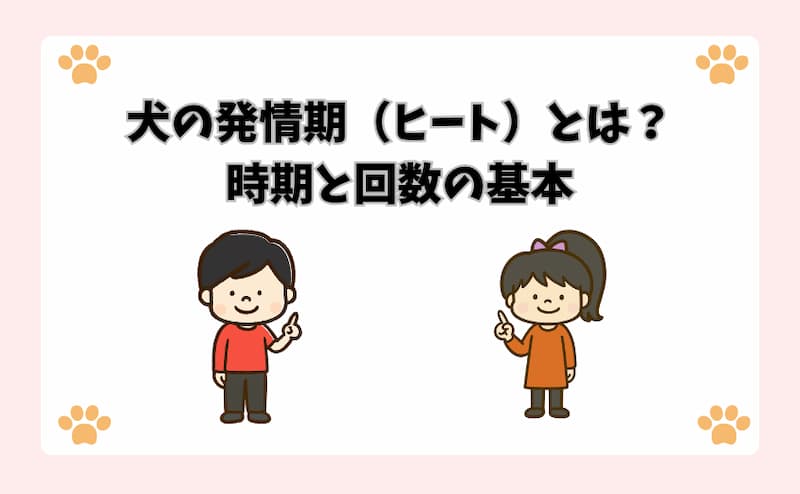 犬の発情期（ヒート）とは？時期と回数の基本