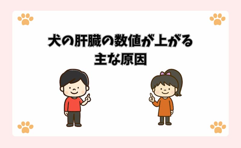 犬の肝臓の数値が上がる主な原因