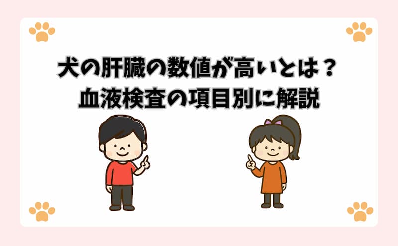 犬の肝臓の数値が高いとは？血液検査の項目別に解説