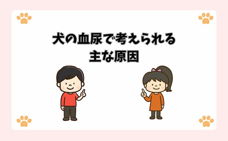 犬の血尿で考えられる主な原因