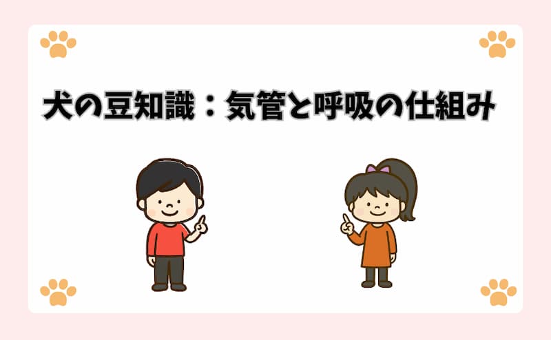犬の豆知識：気管と呼吸の仕組み