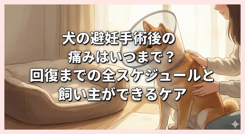 犬の避妊手術後の痛みはいつまで？回復までの全スケジュールと飼い主ができるケア