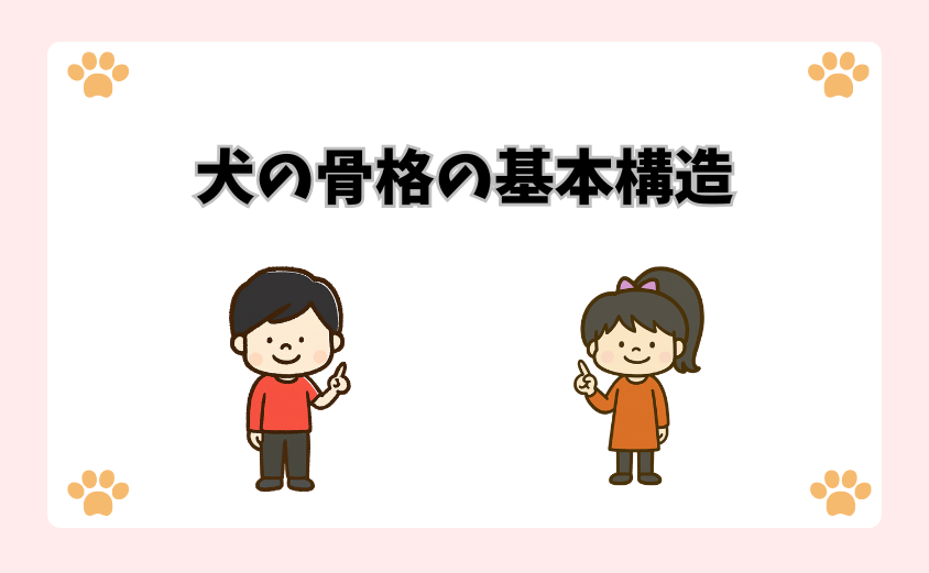 犬の骨格の基本構造