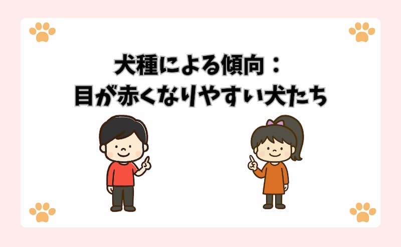 犬種による傾向：目が赤くなりやすい犬たち