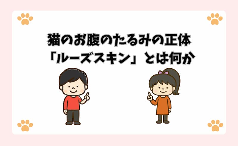 猫のお腹のたるみの正体「ルーズスキン」とは何か