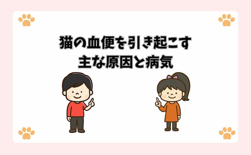 猫の血便を引き起こす主な原因と病気