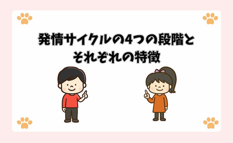 発情サイクルの4つの段階とそれぞれの特徴