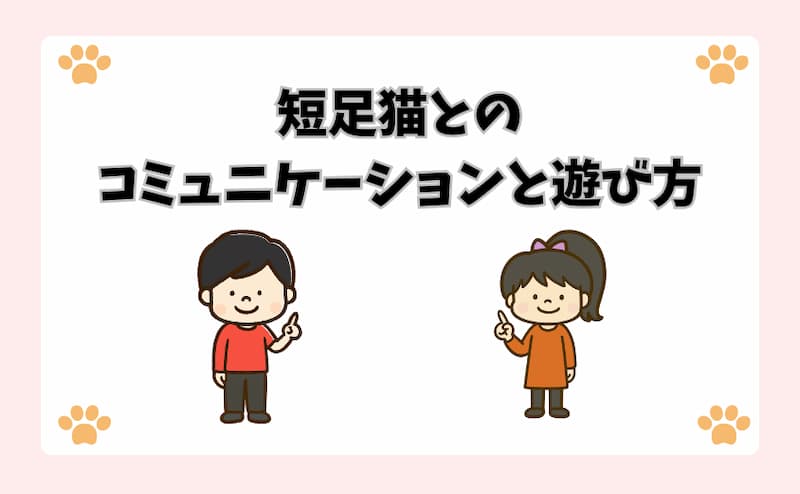 短足猫とのコミュニケーションと遊び方