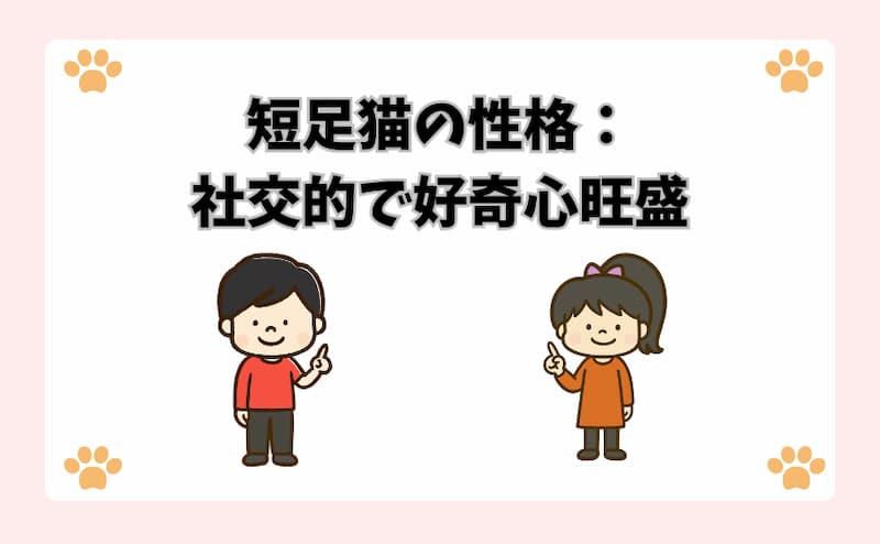 短足猫の性格：社交的で好奇心旺盛