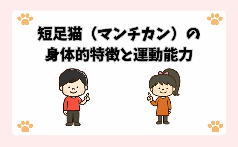 短足猫（マンチカン）の身体的特徴と運動能力