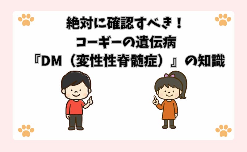 絶対に確認すべき！コーギーの遺伝病『DM（変性性脊髄症）』の知識