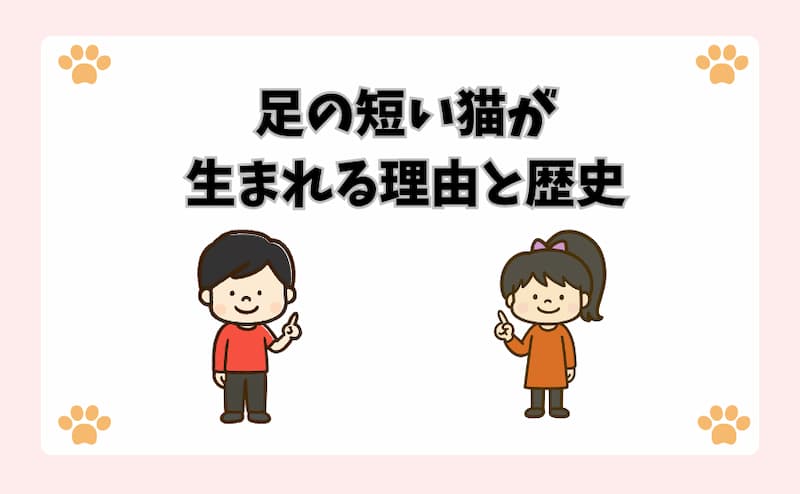 足の短い猫が生まれる理由と歴史