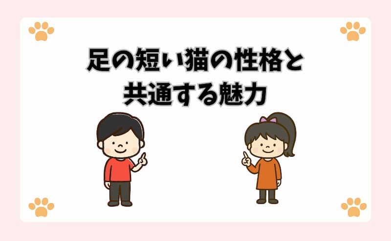 足の短い猫の性格と共通する魅力