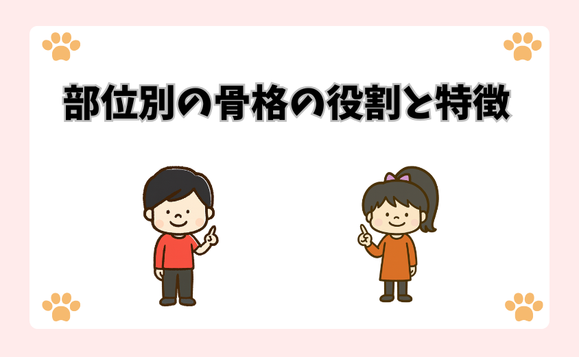 部位別の骨格の役割と特徴