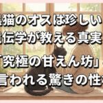 黒猫のオスは珍しい？遺伝学が教える真実と「究極の甘えん坊」と言われる驚きの性格