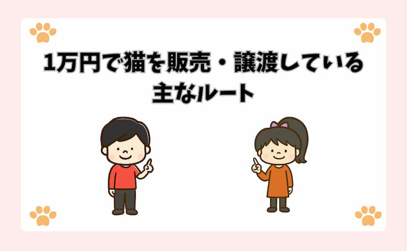 1万円で猫を販売・譲渡している主なルート