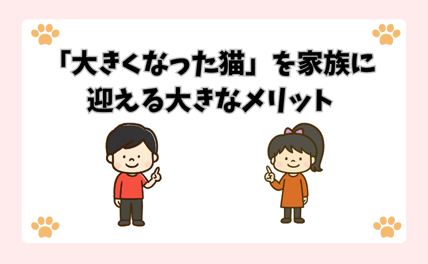「大きくなった猫」を家族に迎える大きなメリット