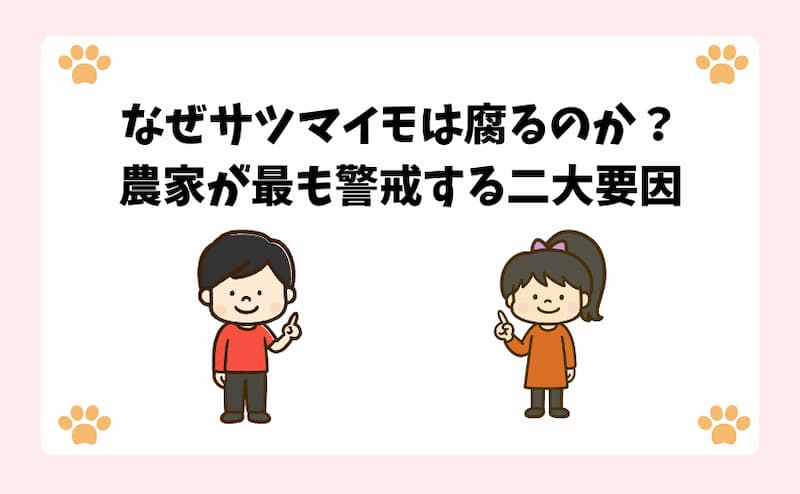 なぜサツマイモは腐るのか？農家が最も警戒する二大要因