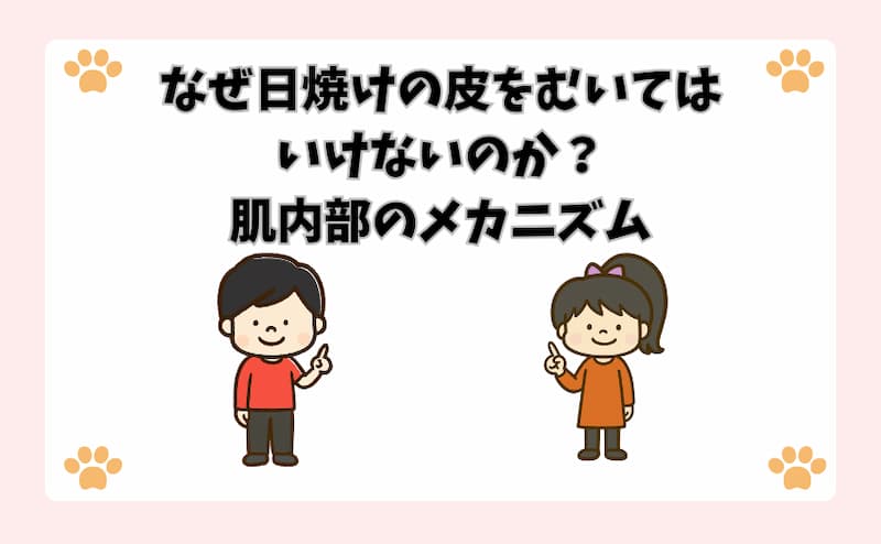 なぜ日焼けの皮をむいてはいけないのか？肌内部のメカニズム