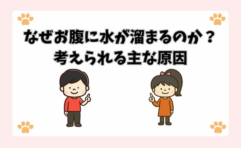 なぜ猫にお腹に水が溜まるのか？考えられる主な原因