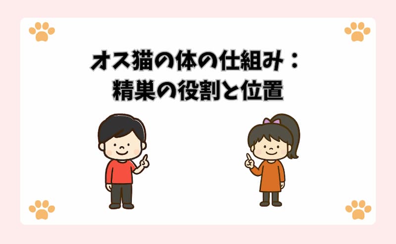 オス猫の体の仕組み：精巣の役割と位置