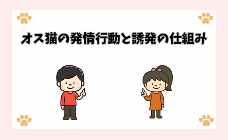 オス猫の発情行動と誘発の仕組み