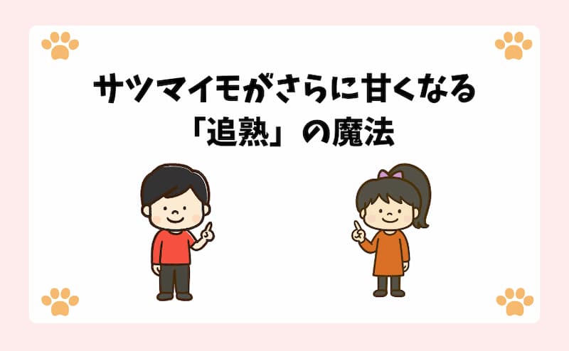 サツマイモがさらに甘くなる「追熟」の魔法