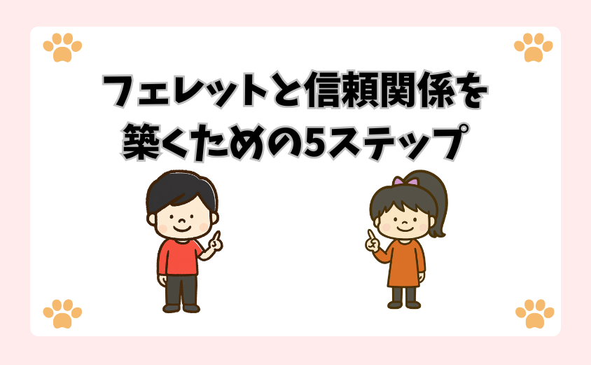 フェレットと信頼関係を築くための5ステップ