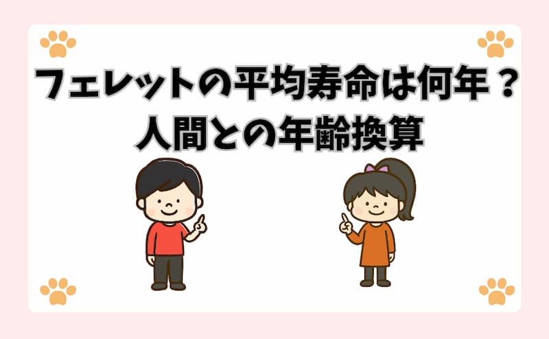 フェレットの平均寿命は何年？人間との年齢換算