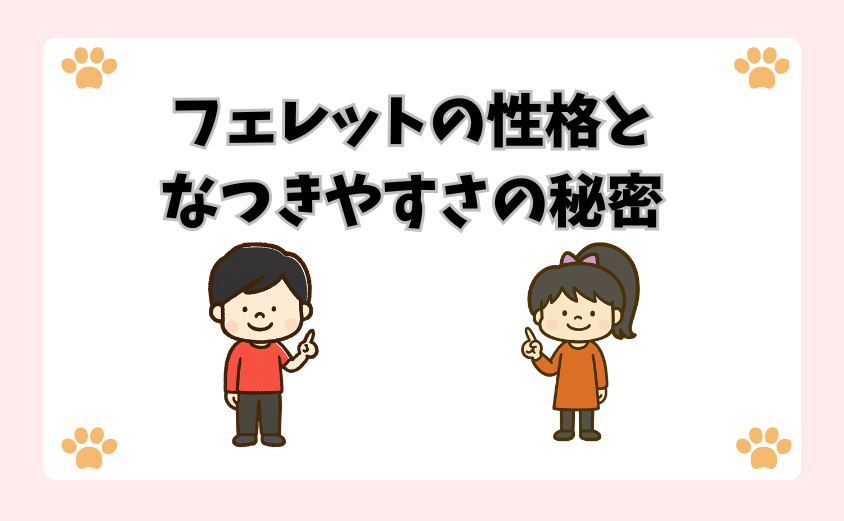 フェレットの性格となつきやすさの秘密