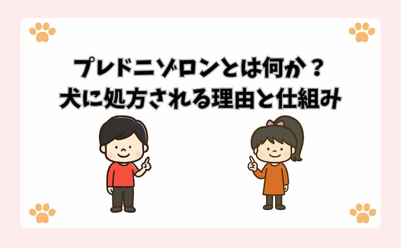 プレドニゾロンとは何か？犬に処方される理由と仕組み