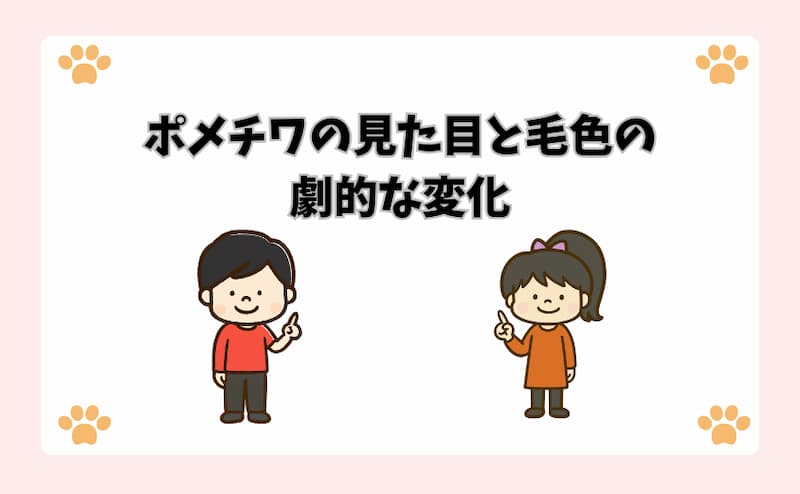 ポメチワの見た目と毛色の劇的な変化