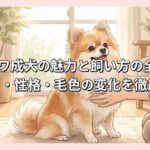 ポメチワ成犬の魅力と飼い方の全知識｜大きさ・性格・毛色の変化を徹底解説