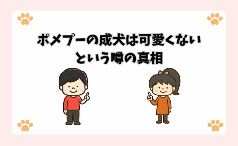 ポメプーの成犬は可愛くないという噂の真相