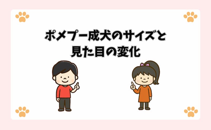 ポメプー成犬のサイズと見た目の変化