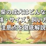 ポメ柴の成犬はどんな姿？性格・サイズ・飼い方の注意点を徹底解説