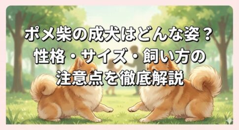 ポメ柴の成犬はどんな姿？性格・サイズ・飼い方の注意点を徹底解説