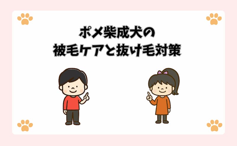 ポメ柴成犬の被毛ケアと抜け毛対策