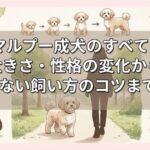 マルプー成犬のすべて｜大きさ・性格の変化から後悔しない飼い方のコツまで解説