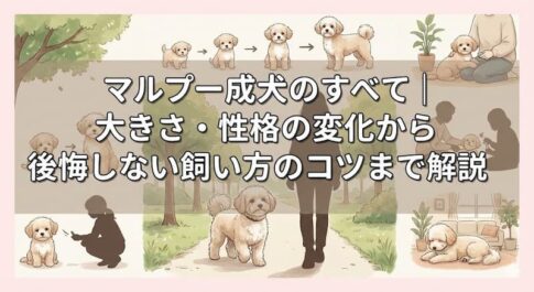 マルプー成犬のすべて｜大きさ・性格の変化から後悔しない飼い方のコツまで解説