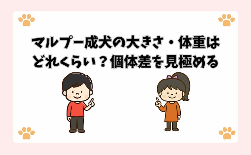 マルプー成犬の大きさ・体重はどれくらい？個体差を見極める