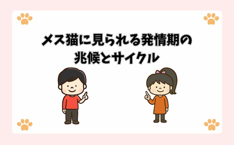 メス猫に見られる発情期の兆候とサイクル