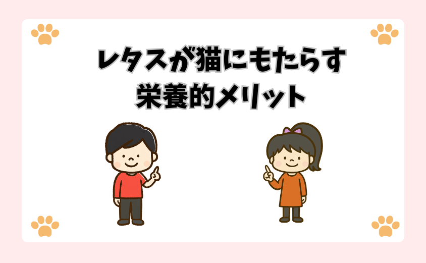 レタスが猫にもたらす栄養的メリット